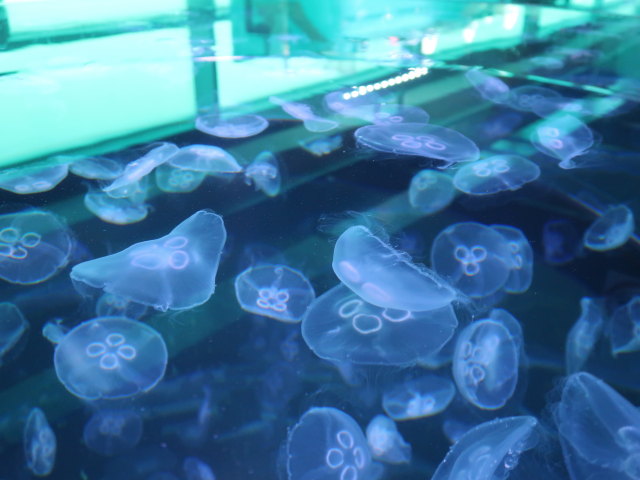 Nords&oslash;en Oceanarium in Hirtshals (25. Mai)