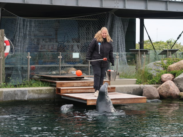 Robbenbecken im Nords&oslash;en Oceanarium in Hirtshals (25. Mai)