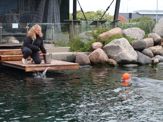 Robbenbecken im Nords&oslash;en Oceanarium in Hirtshals (25. Mai)