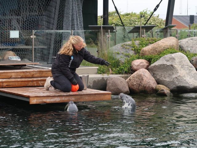 Robbenbecken im Nords&oslash;en Oceanarium in Hirtshals (25. Mai)