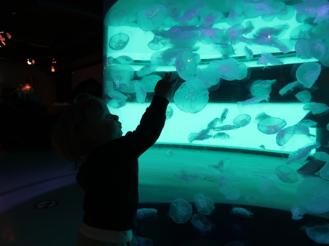 Nils im Nords&oslash;en Oceanarium in Hirtshals (25. Mai)