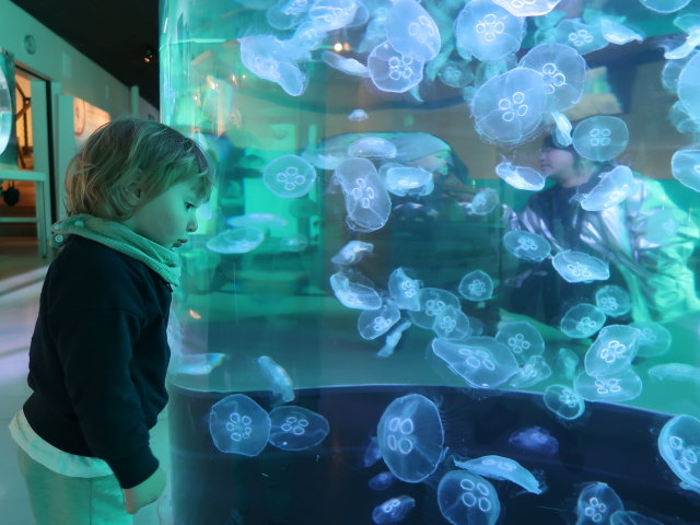 Nils im Nords&oslash;en Oceanarium in Hirtshals (25. Mai)