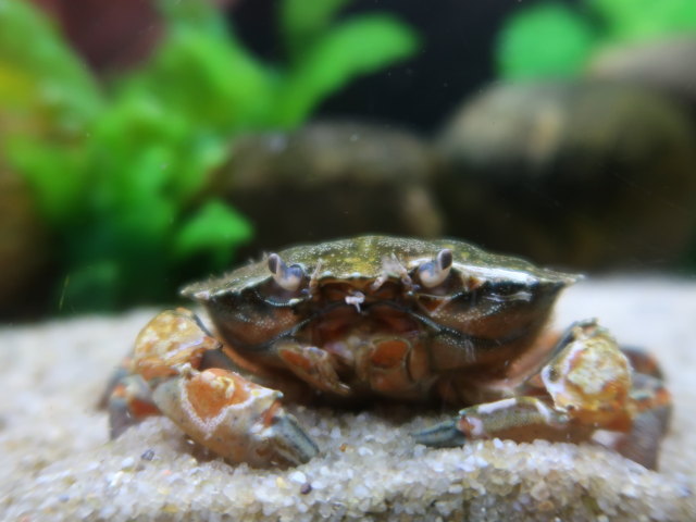 Nords&oslash;en Oceanarium in Hirtshals (25. Mai)