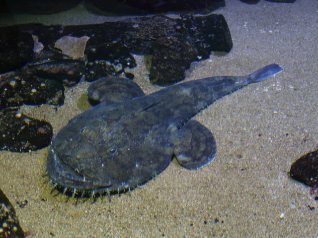 Nords&oslash;en Oceanarium in Hirtshals (25. Mai)