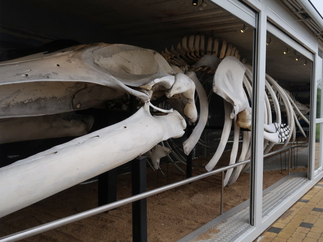 Nords&oslash;en Oceanarium in Hirtshals (25. Mai)
