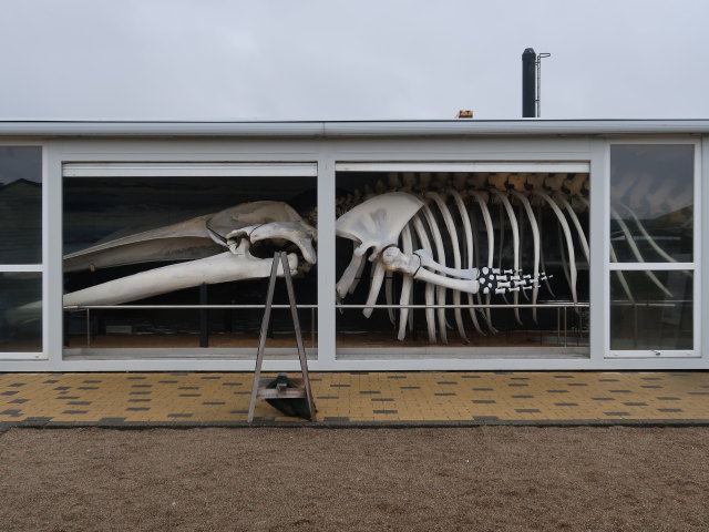 Nords&oslash;en Oceanarium in Hirtshals (25. Mai)