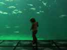 Nils im Nords&oslash;en Oceanarium in Hirtshals (25. Mai)