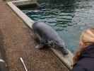 Robbenbecken im Nords&oslash;en Oceanarium in Hirtshals (25. Mai)