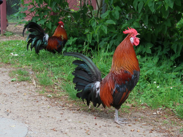 Frilandsmuseet in Kongens Lyngby (1. Juni)