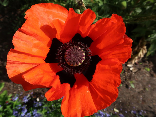 Kongens Have in K&oslash;benhavn (2. Juni)