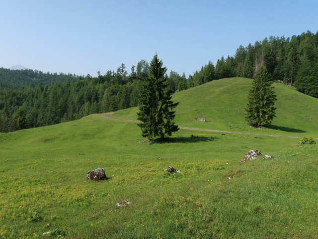 Weingartalm, 1.154 m (10. Juni)
