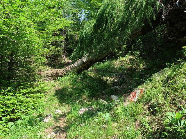 zwischen Weingartalm und Halterh&uuml;ttental (10. Juni)