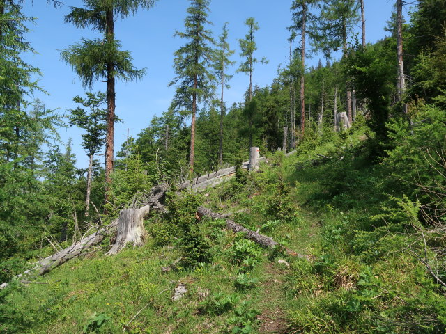 zwischen Weingartalm und Halterh&uuml;ttental (10. Juni)