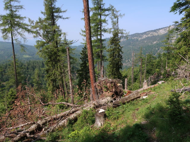 zwischen Weingartalm und Halterh&uuml;ttental (10. Juni)