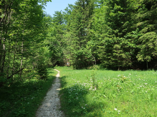 zwischen Steyrsteg und Eisernem Herrgott (10. Juni)