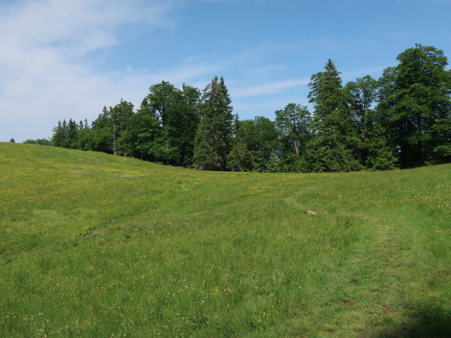 zwischen Ebenforstalm und Tr&auml;mpl (10. Juni)