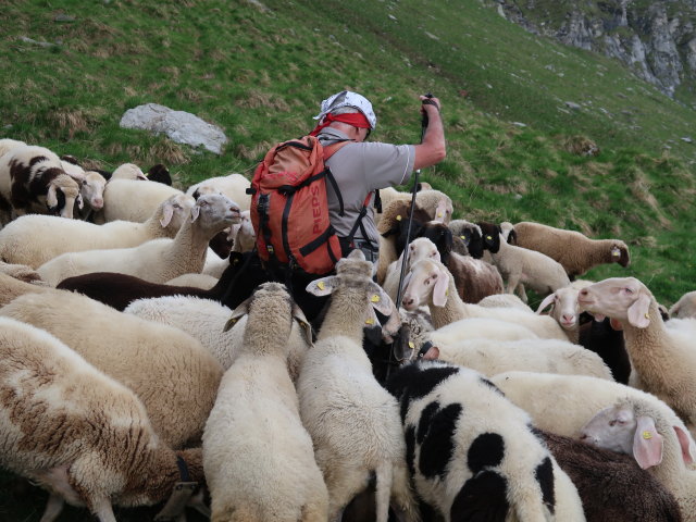 Reinhard am Krefelder Weg zwischen Reichenbergkar und Wurfbach (14. Juni)