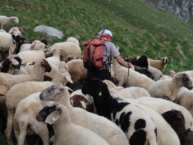 Reinhard am Krefelder Weg zwischen Reichenbergkar und Wurfbach (14. Juni)