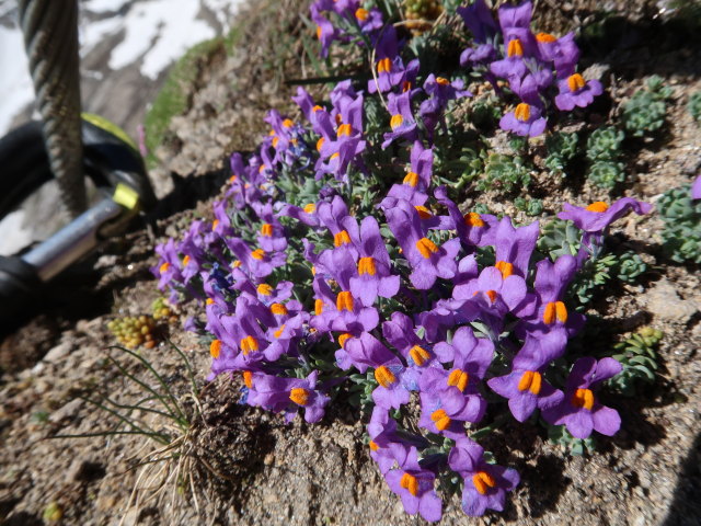 Gleiwitzer H&ouml;henweg zwischen Unterer J&auml;gerscharte und Oberer J&auml;gerscharte (22. Juni)