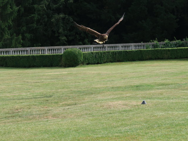 Falknereivorf&uuml;hrung