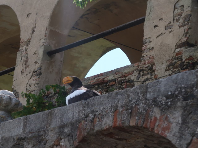 Falknereivorf&uuml;hrung