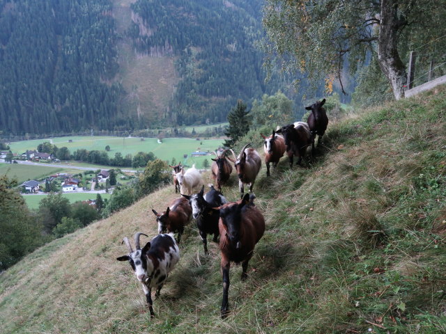 zwischen Stall im M&ouml;lltal und Berg ob Stall