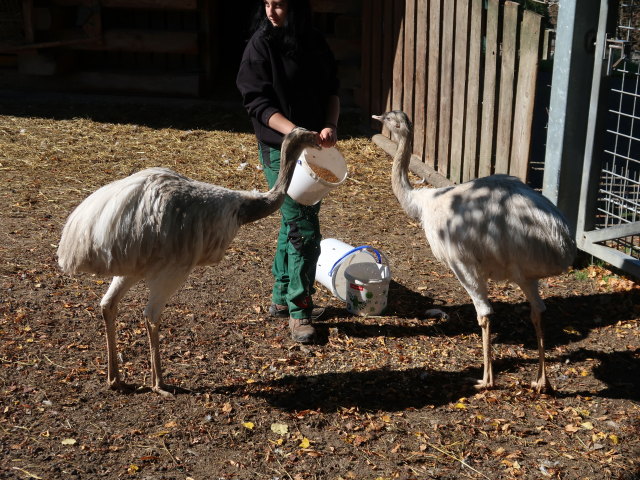 Tierpark Buchenberg