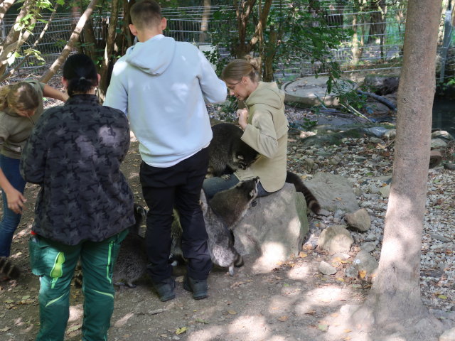 Waschb&auml;ren im Tierpark Buchenberg