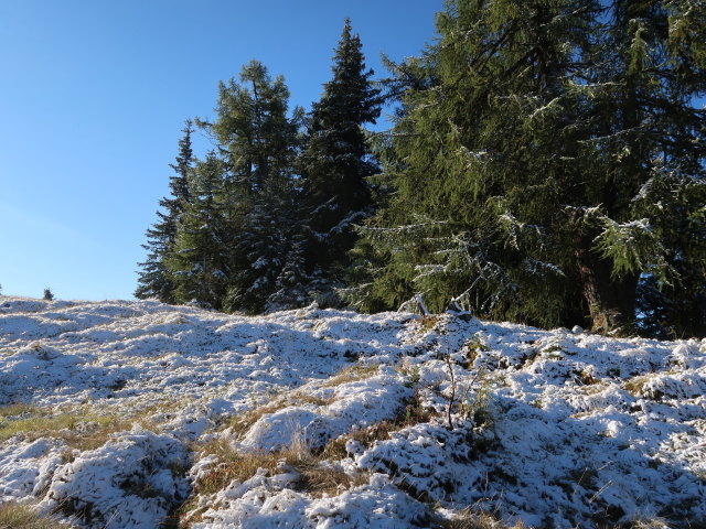 zwischen Reschenbergalm und Saukarkopf
