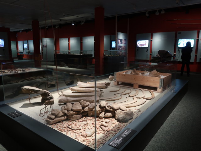 Ausstellung 'Eiszeit' im Museum Mistelbach