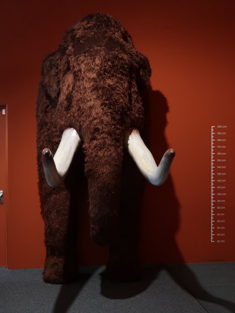 Ausstellung 'Eiszeit' im Museum Mistelbach