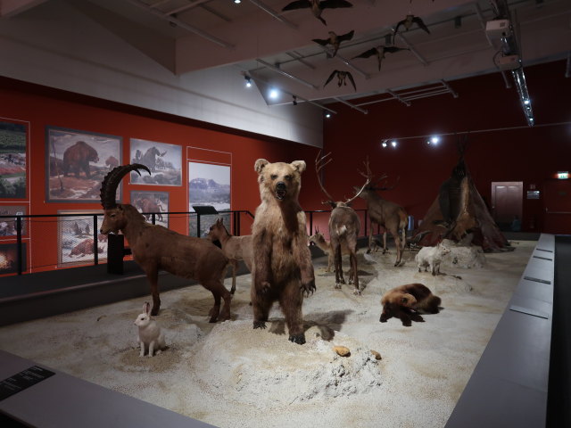 Ausstellung 'Eiszeit' im Museum Mistelbach