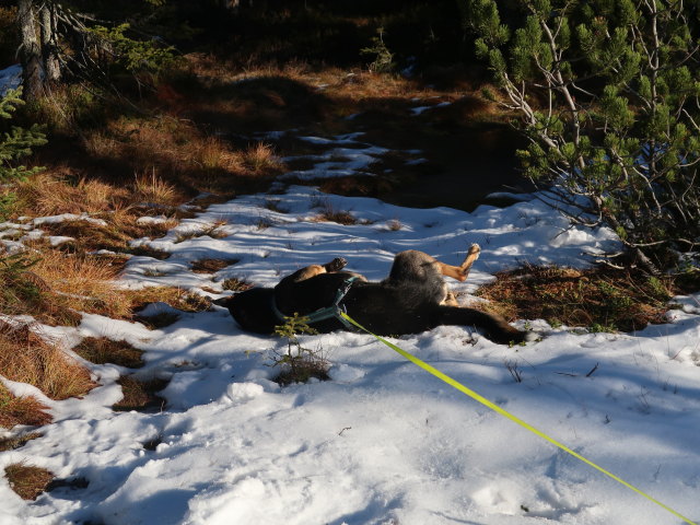 zwischen Moserscharte und Hoferegg
