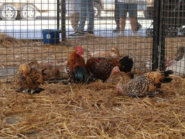 Pla&ccedil;a Font Vella in Inca (13. Nov.)