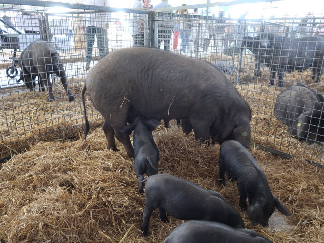 Pla&ccedil;a Font Vella in Inca (13. Nov.)