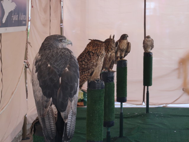 Pla&ccedil;a Font Vella in Inca (13. Nov.)