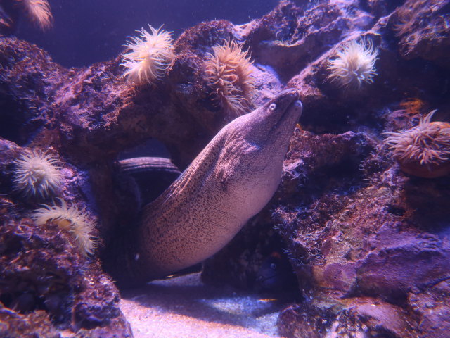 Palma Aquarium (16. Nov.)