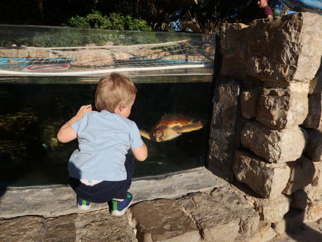 Nils im Palma Aquarium (16. Nov.)