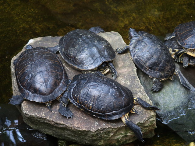 Palma Aquarium (16. Nov.)