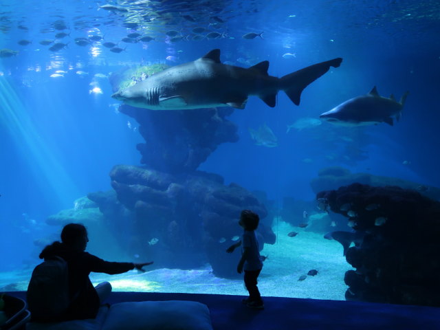 Sabine und Nils im Palma Aquarium (16. Nov.)