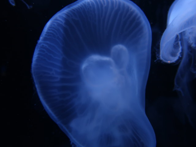 Palma Aquarium (16. Nov.)