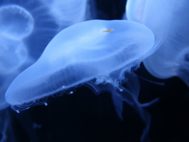 Palma Aquarium (16. Nov.)