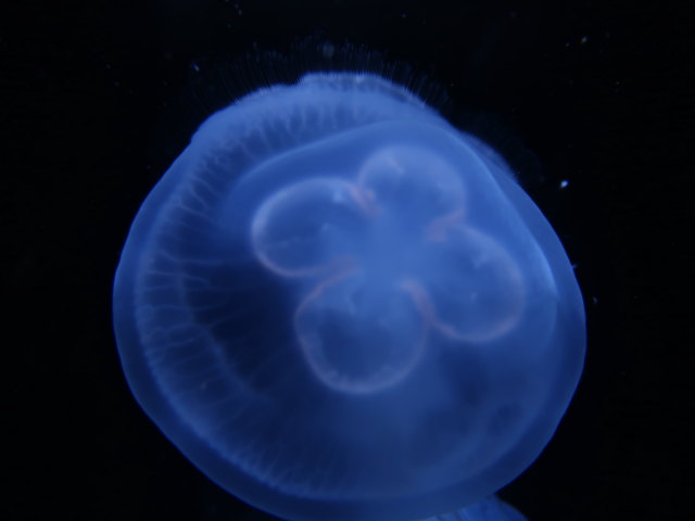 Palma Aquarium (16. Nov.)