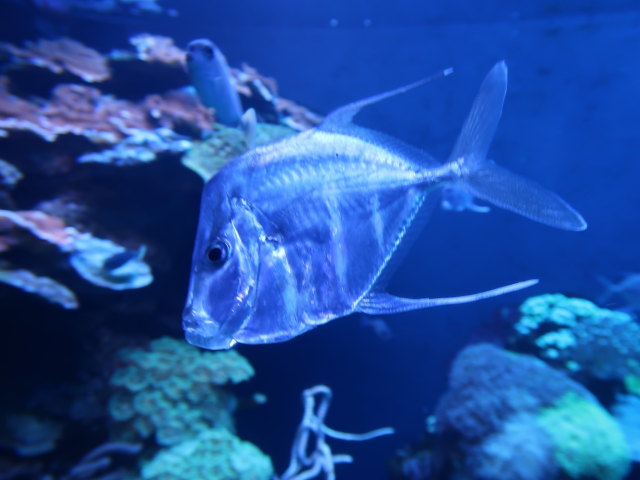Palma Aquarium (16. Nov.)