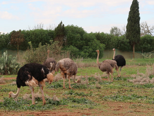 Artestruz (19. Nov.)