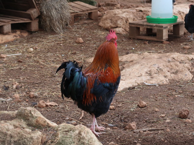 Fresopolis Mallorca (23. Nov.)