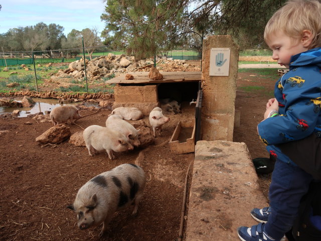 Nils in Fresopolis Mallorca (23. Nov.)