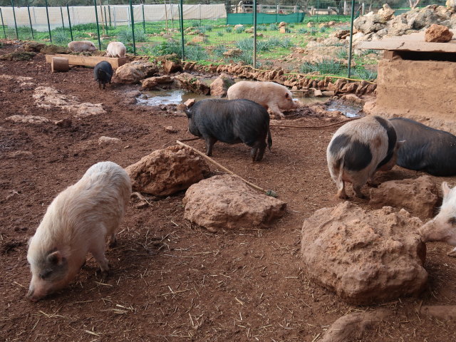 Fresopolis Mallorca (23. Nov.)