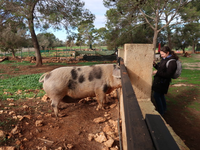 Sabine in Fresopolis Mallorca (23. Nov.)