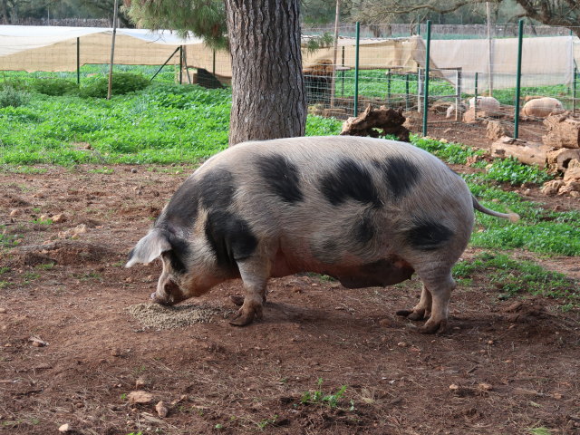 Fresopolis Mallorca (23. Nov.)